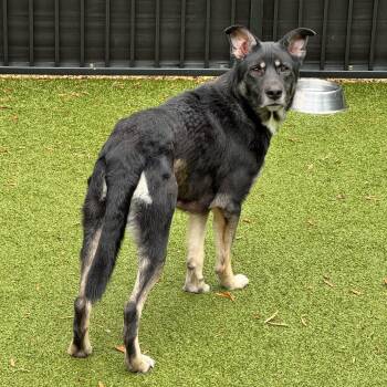 Webster -  German Shepherd Dog and Mixed Breed Dog for Adoption in Charlottesville, Virginia - Webster | PetCurious