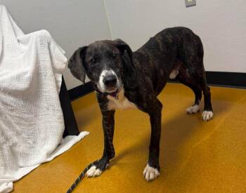 Sasquatch -  Plott Hound Dog for Adoption in Maryville, Missouri - Sasquatch | PetCurious