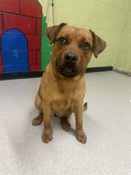Labrador Retriever and Mixed Breed Dogs Available for Adoption - JOSEPHINE | PetCurious