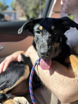 Snickers -  Shepherd Dog for Adoption in Palos Heights, Illinois - Snickers | PetCurious