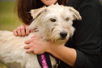 Golden Retriever and Poodle Dogs Available for Adoption - Snickers | PetCurious