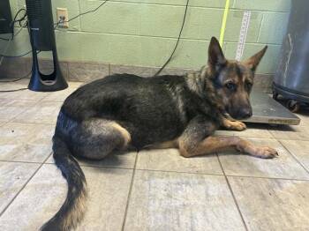 Rescue German Shepherd Dog and Mixed Breed Dogs for Adoption in Grand Prairie, Texas - DOTTYBACK | PetCurious