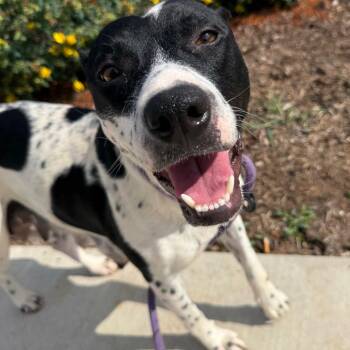 Lily (Mama) -  Pit Bull Terrier and Mixed Breed Dog for Adoption in Madisonville, Tennessee - Lily (Mama) | PetCurious