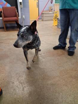 Cattle Dog Dogs Available for Adoption in Brownwood, Texas - William | PetCurious