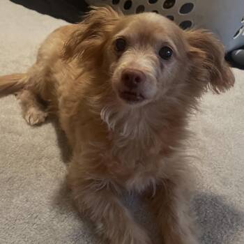 Pomeranian and Chihuahua Dogs Available for Adoption in Gulfport, Mississippi - Honey | PetCurious