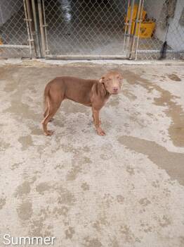 Summer -  Vizsla and Weimaraner Dog for Adoption in Albany, Georgia - Summer | PetCurious