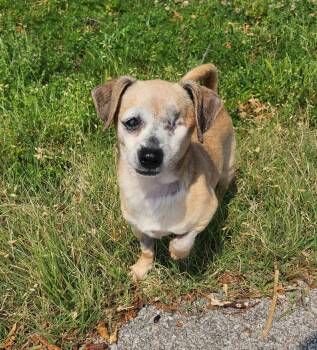 Riley -  Chiweenie Dog for Adoption in Great Bend, Kansas - Riley | PetCurious