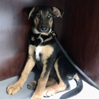German Shepherd Dog and Mixed Breed Dogs Available for Adoption in Albuquerque, New Mexico - JACK | PetCurious