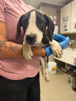 Calamity -  Pointer Dog for Adoption in Hopkinsville, Kentucky - Calamity | PetCurious