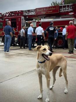 KYLIE -  Great Pyrenees and Doberman Pinscher Dog for Adoption in Sugar Land, Texas - KYLIE | PetCurious