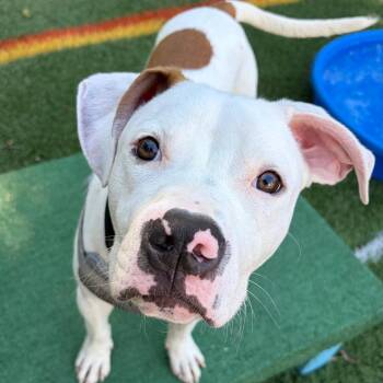 Gusto -  Pit Bull Terrier Dog for Adoption in Baltimore, Maryland - Gusto | PetCurious