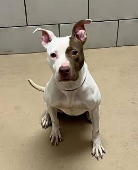 Rescue Mixed Breed Dogs for Adoption in Nashville, Tennessee - Banshee | PetCurious