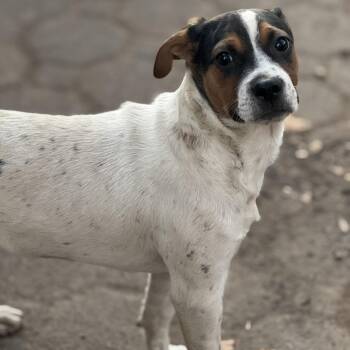 Rescue Cattle Dog and Beagle Dogs for Adoption in Carmel Hamlet, New York - Marco | PetCurious