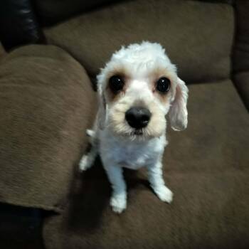 MINNIE -  Cavachon Dog for Adoption in Harlem, Georgia - MINNIE | PetCurious