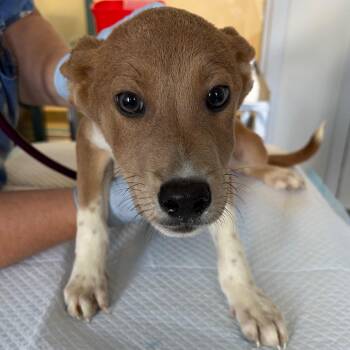 Bow -  Pit Bull Terrier and Shepherd Dog for Adoption in Nashville, Tennessee - Bow | PetCurious