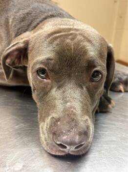 Gracie -  American Bulldog and Mixed Breed Dog for Adoption in Gainesville, Florida - Gracie | PetCurious