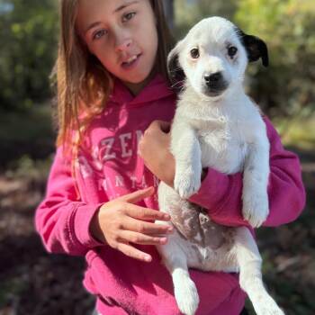 Frankenstein -  Terrier and Mixed Breed Dog for Adoption in Tacoma, Washington - Frankenstein | PetCurious