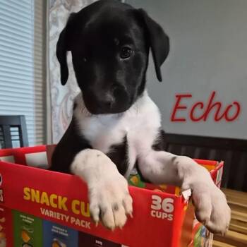 Echo -  Labrador Retriever and Beagle Dog for Adoption in Bowie, Texas - Echo | PetCurious