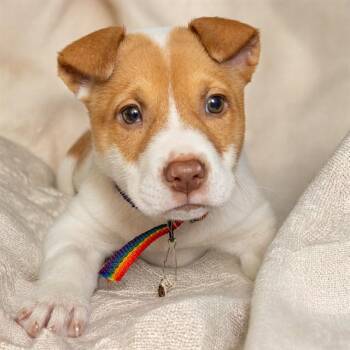 Australian Cattle Dog Blue Heeler and Mixed Breed Dogs Available for Adoption in St. Louis, Missouri - SILK | PetCurious