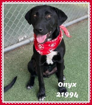 ONYX see also COAL -  Black Labrador Retriever Dog for Adoption in Marietta, Georgia - ONYX See Also COAL | PetCurious