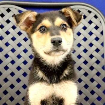 German Shepherd Dog Dogs Available for Adoption in Fort Davis, Texas - Marfa | PetCurious