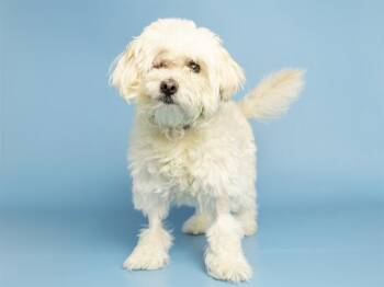 EVETTE -  Maltese Dog for Adoption in Phoenix, Arizona - EVETTE | PetCurious