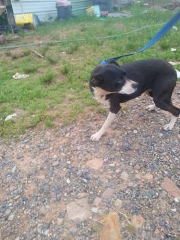 Rescue Jack Russell Terrier Dogs for Adoption in Mena, Arkansas - Trixie | PetCurious