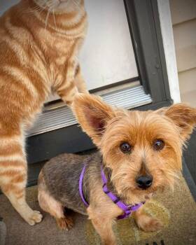 Australian Terrier Dogs Available for Adoption in Richmond, Kentucky - Trixie | PetCurious
