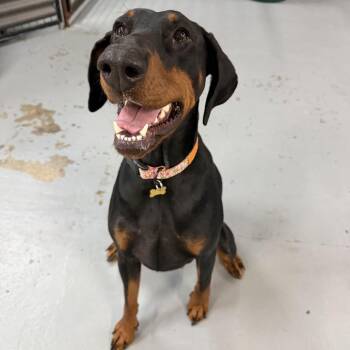 Meyleys -  Doberman Pinscher Dog for Adoption in Tacoma, Washington - Meyleys | PetCurious