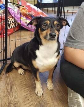 Chihuahua and Terrier Dogs Available for Adoption in Troy, Alabama - Sparky | PetCurious