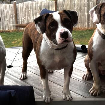 Rescue Pit Bull Terrier and Basset Hound Dogs for Adoption in Columbia, South Carolina - Fauna | PetCurious