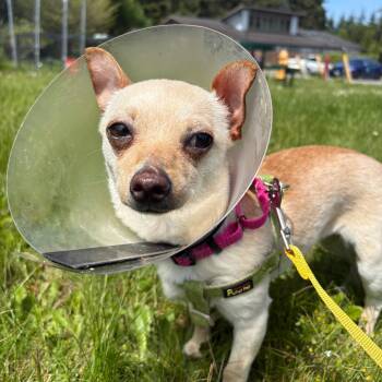 Sansa -  Chihuahua and Mixed Breed Dog for Adoption in Port Angeles, Washington - Sansa | PetCurious