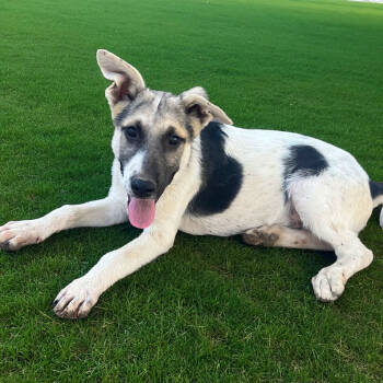 Rescue German Shepherd Dog Dogs for Adoption in Madera, California - Rex | PetCurious