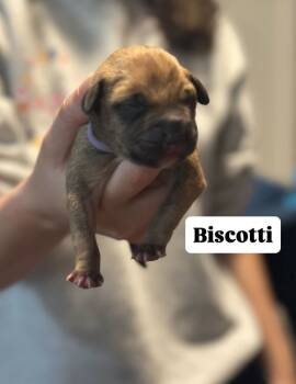 Rescue Mixed Breed Dogs for Adoption in New York, New York - Biscotti | PetCurious