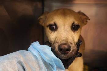 Mixed Breed Dogs Available for Adoption - PRINCE | PetCurious