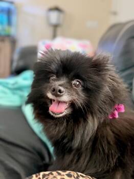 Pomeranian Dogs Available for Adoption in Alafaya, Florida - Oriette | PetCurious