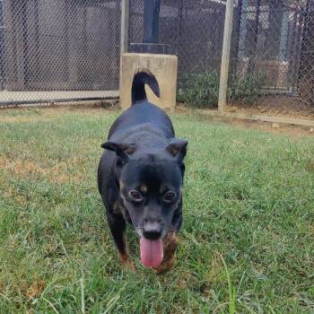 Dora -  Mixed Breed Dog for Adoption in Chattanooga, Tennessee - Dora | PetCurious