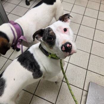 Alba -  Mixed Breed Dog for Adoption in Charleston, West Virginia - Alba | PetCurious