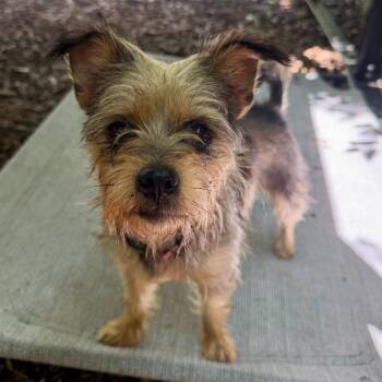 Fritter -  Yorkshire Terrier Dog for Adoption in Trenton, New Jersey - Fritter | PetCurious