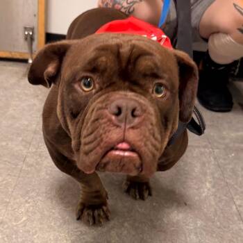 Sammi -  Mixed Breed Dog for Adoption in Philadelphia, Pennsylvania - Sammi | PetCurious