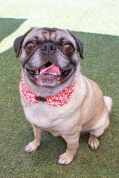 Daizy -  Pug Dog for Adoption in Gardena, California - Daizy | PetCurious