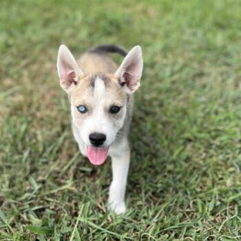 Rescue Husky and Mixed Breed Dogs for Adoption in Freeport, Florida - Skye | PetCurious