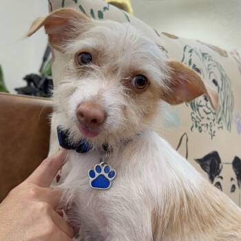 Border Terrier and Chihuahua Dogs Available for Adoption - Huckleberry Frolicking Bunnykins | PetCurious