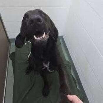 Black Labrador Retriever and Mixed Breed Dogs Available for Adoption in Lyndhurst, Virginia - SVAS-Stray-38688 | PetCurious