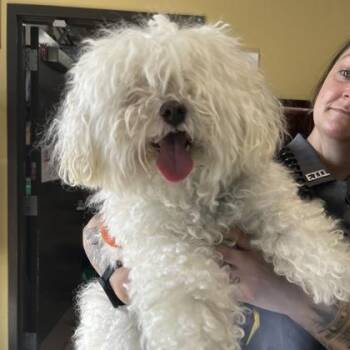 Bichon Frise and Mixed Breed Dogs Available for Adoption in Merriam, Kansas - Curly Sue | PetCurious