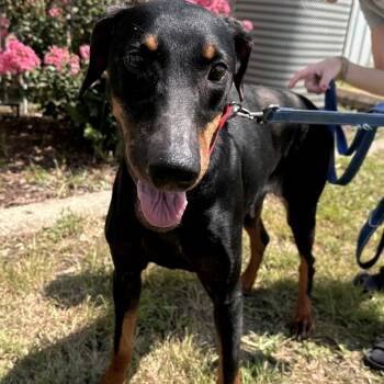 Rescue Doberman Pinscher Dogs for Adoption in Mount Vernon, Indiana - Valerie | PetCurious