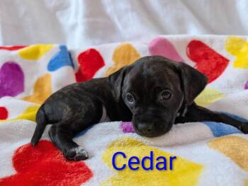 Plott Hound Dogs Available for Adoption - Cedar | PetCurious