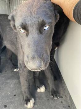 Shepherd Dogs Available for Adoption in Thousand Oaks, California - Shadow - URGENT AND AT RISK | PetCurious