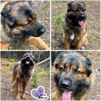 Saint Bernard and German Shepherd Dog Dogs Available for Adoption in Kenai, Alaska - Jake Bear | PetCurious