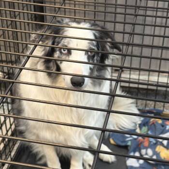 0765-d26 -  Border Collie Dog for Adoption in Port Charlotte, Florida - 0765-d26 | PetCurious